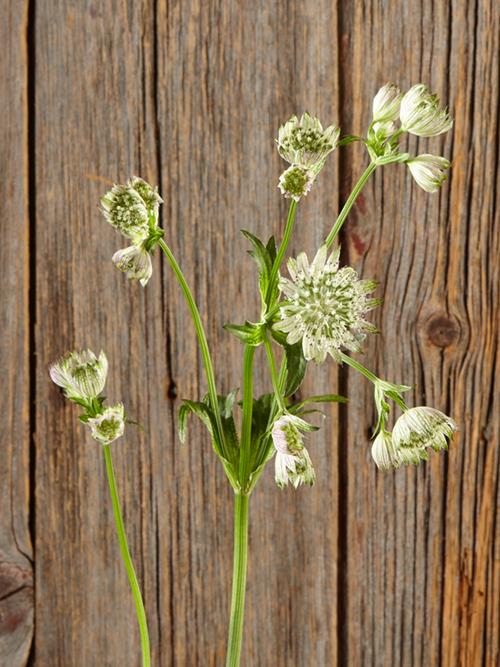 ASTRANTIAS  WHITE NOVELTY FLOWER